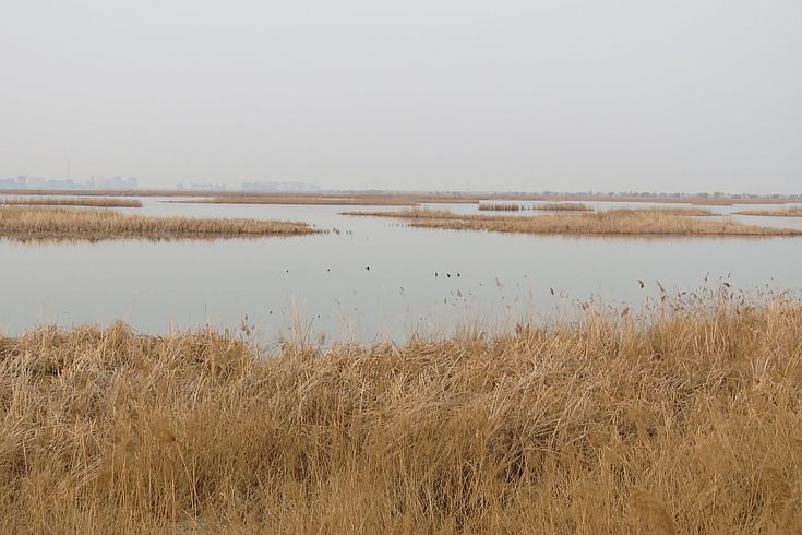 While Hengshui lake is surrounded by large urban areas with millions of inhabitants, reducing fishing, reducing human disturbance by closing roads, and restoring flat lake areas with reedbeds and aquatic plants helped preserving a unique habitat for Baer`s Pochard and other species.