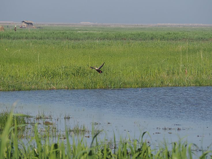 Animals and humans benefit from the Wetlands in the DPRK.