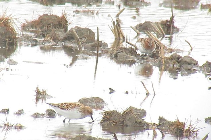 Little Stint in Mundok, previously unrecorded in DPRK