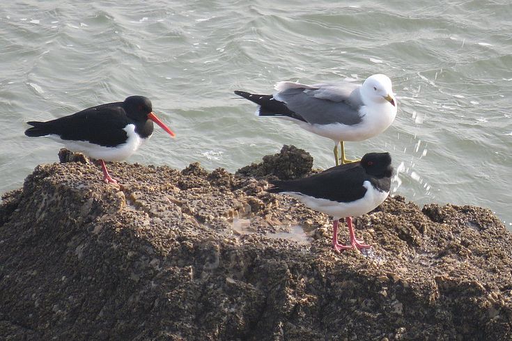 Far Eastern Oystercatchers and a Black-tailed gull.