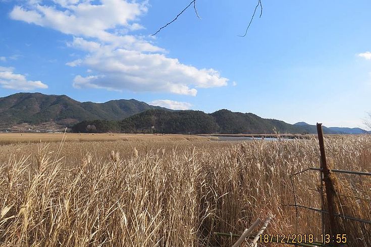 View through the reed area to Yongsan
