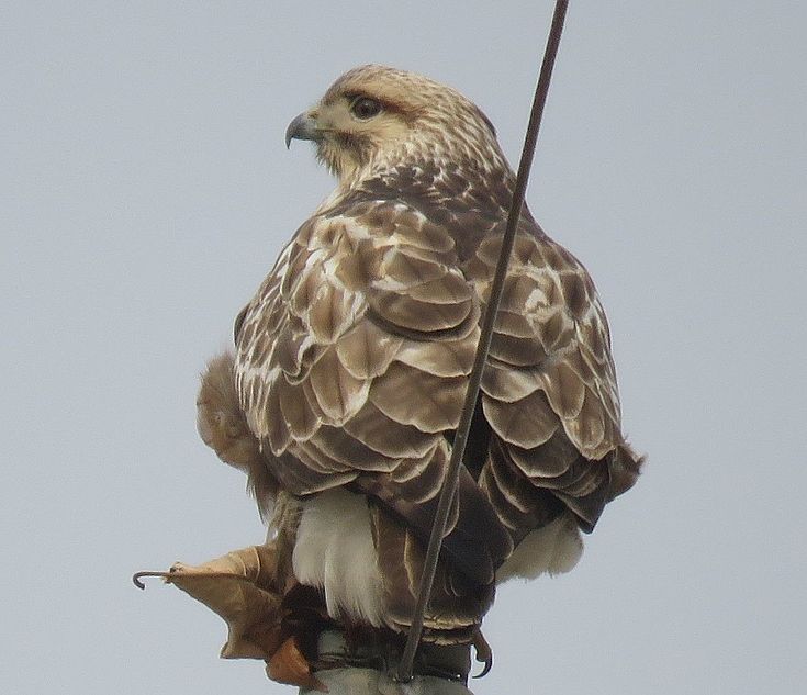 A Buzzard with his Catch 