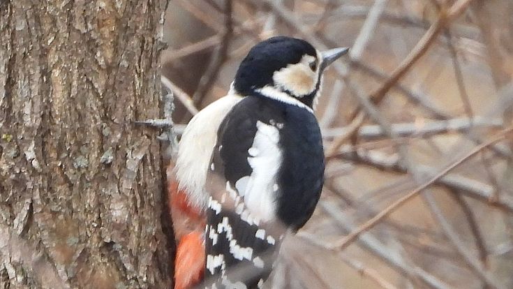 A winner of reforestation in South Korea – woodpeckers (in this case the great spotted woodpecker) are finding more nesting opportunities in the country again.