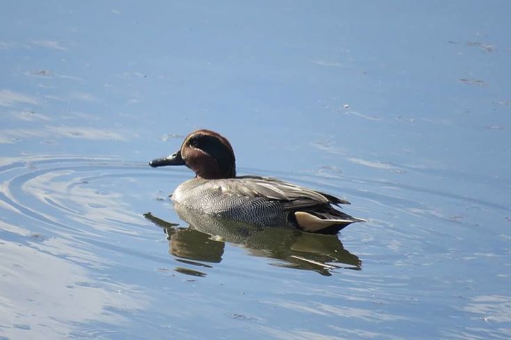 A Eurasion Teal checking in on us 