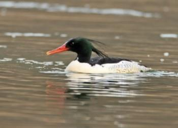 Schuppensäger (Scaly-sided Mergansers) in Yeoncheon